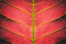 Leaf Texture