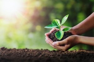 Hands holding plant