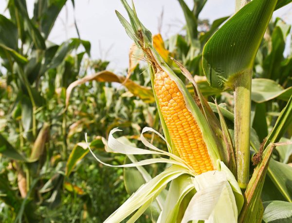 Corn on a stalk on a farm. 