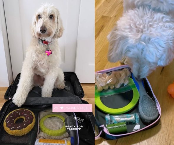 Image of dog inside a suitcase with her toys packed in packing cubes. Image of dog sniffing her treats packed in a packing cube.